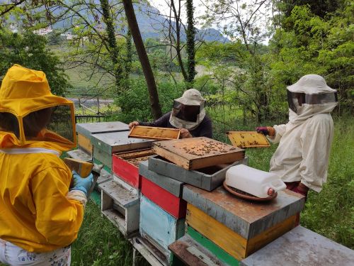 Bienenkunde - Mai 2021 in Bozen