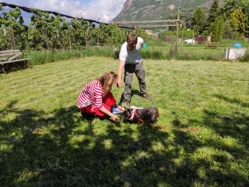Pet-Therapy in Mai in Bozen